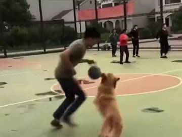 可能你的防守，还不如一只狗？