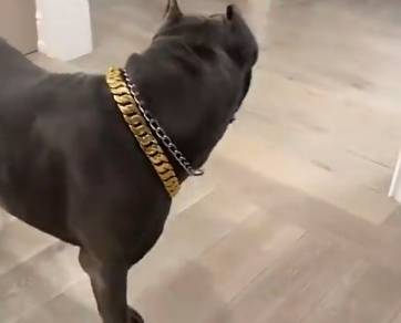 本-西蒙斯爱犬戴的链子霸不霸气？